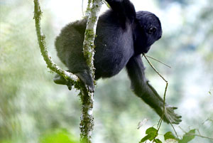 A young mountain gorilla hangs from a tree. Photo Credit: Tertius Bune