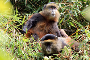 Rare golden monkeys live in the Park's bamboo forests. Photo Credit: Simon Jones