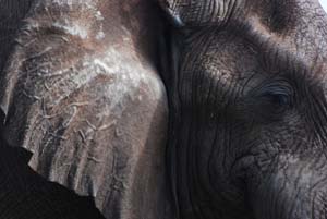 Elephant at Murchison Falls, Uganda