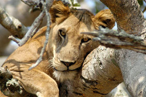 Tree-climbing lions are found in the Ishasha Plains. Photo Credit: Zahid Alam, GeoLodges