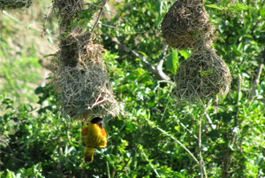 Noisy weaver birds construct elaborate nests on spiny acacia tree branches in order to attract a mate. Photo Credit: Vicki Brown