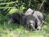 Ziwa Rhino Sanctuary