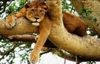 East African Explorers Safaris