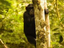Primate Lodge Kibale