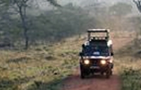 Gorilla Tours